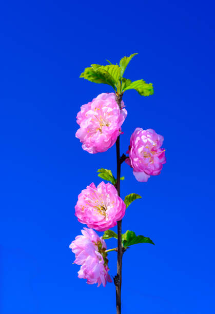 Sometimes called flowering plum or flowering almond (Prunus triloba)