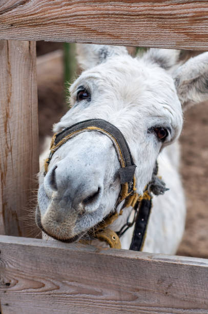 istock White donkey with a harness looking through a wooden fence in a rural setting 2154563411