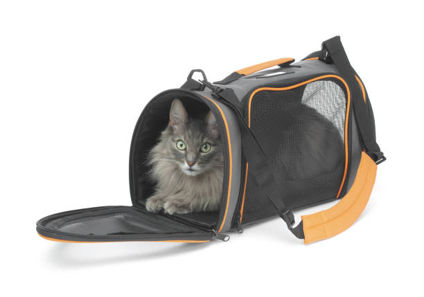 istock Gray fluffy cat inside carrier pet bag isolated on white background 2154563623