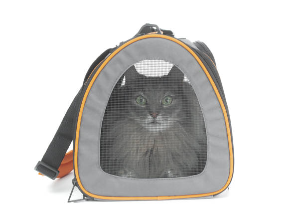 istock Gray fluffy cat inside carrier pet bag isolated on white background 2154563627