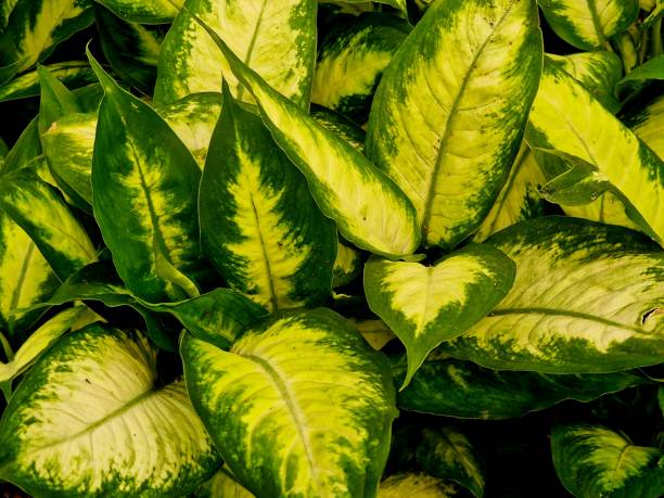 istock green leaves as a background texture for artists 2154564048