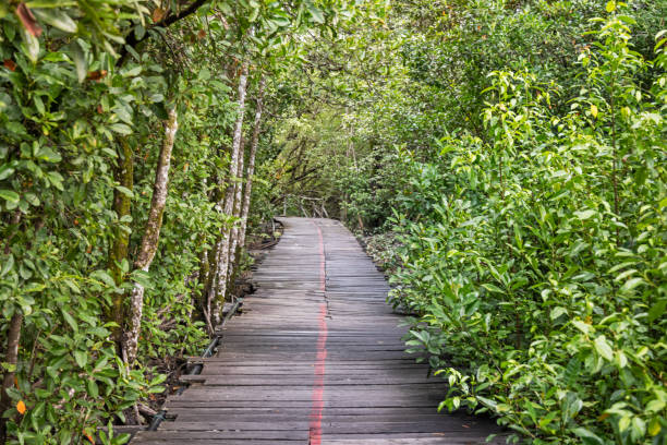 istock Boardwalk through a mangrove swamp area 2154564277