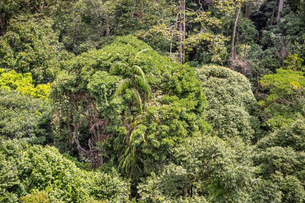 View to a lush rainforest jungle from a high point of view. The picture is taken in Sepilok in the north eastern part of Borneo.