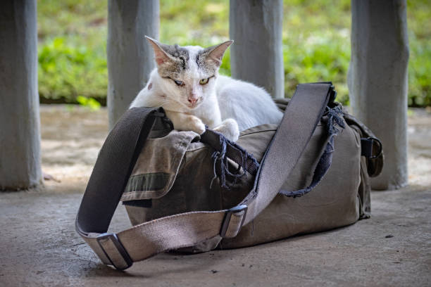 Semi-wild cat taking a rest on top of a photographers bag. The picture is taken in Sepilok in the north eastern part of Borneo.