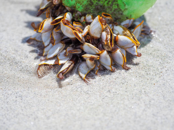 Snails or gooseneck barnacles that cling to green plastic bottles. Marine trash.