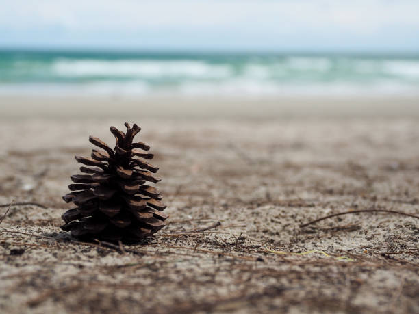 Pine cones on the sandy beach Tropical seaside