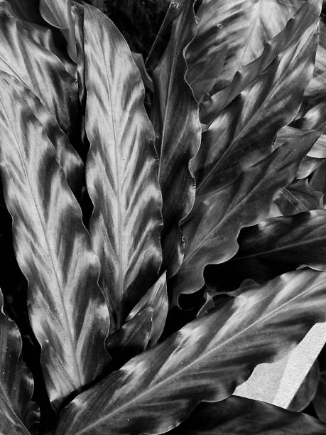 istock green leaves as a background texture for artists 2154566138