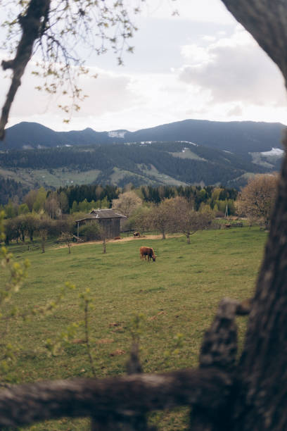 istock Cow in a Mountain Field 2154566961