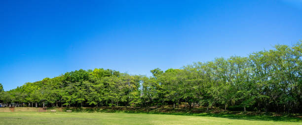 istock Beautiful scenery of a refreshing park 2154567170