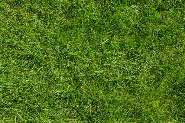 istock lawn grass. background of green grass. close-up 2154567481
