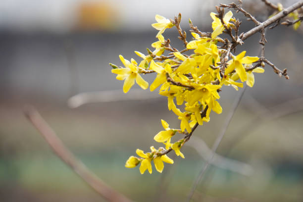Beautiful Forsythia in spring time