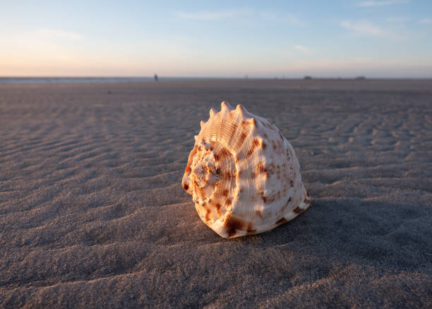 istock seashell on the sea beach 2154569240