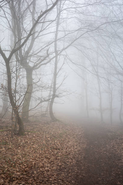 istock The forest in a fog 2154569252