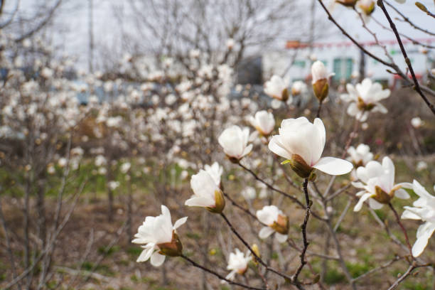 Cheonan City, South Korea - April 11, 2023:  Magnolia flowers are the first flowers to bloom and the fastest to fade in most cities in South Korea. A group of students pass under a withered magnolia tree on the Hoseo University campus in Asan, South Korea. (Photo by Young Jin Lee)
