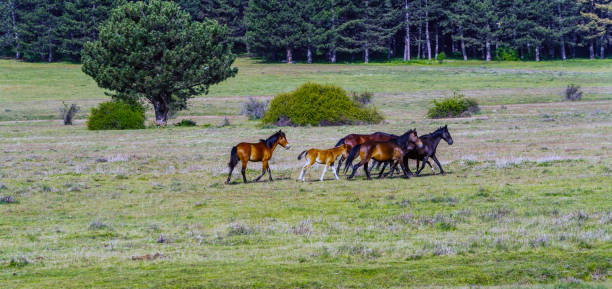 Wild Horses in Akdag (Akdağ) Nature Park