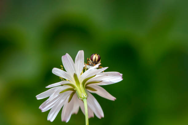 Syrphidae live on plants in North China