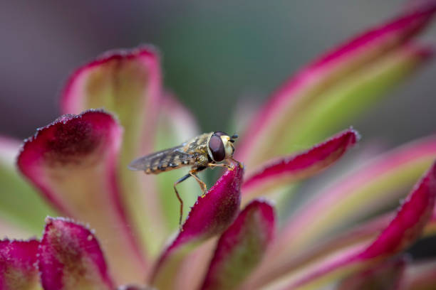 Syrphidae live on plants in North China