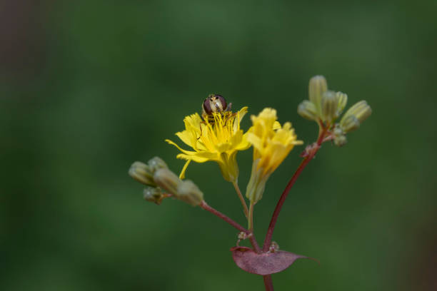 Syrphidae live on plants in North China