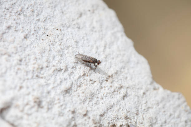Macro portrait of the Fly with on the weathered wooden board