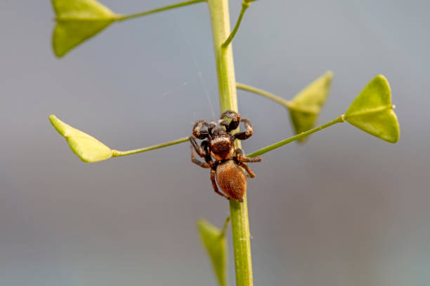 istock Jumping spider in the wild, North China 2154570169