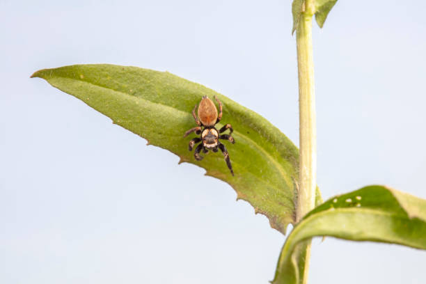 istock Jumping spider in the wild, North China 2154571564