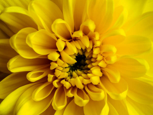 istock Yellow flower, petals close-up 2154571926