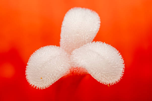 Cinnabar red stamen stigma, macro photo