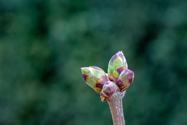 Lilac buds began to germinate in North China