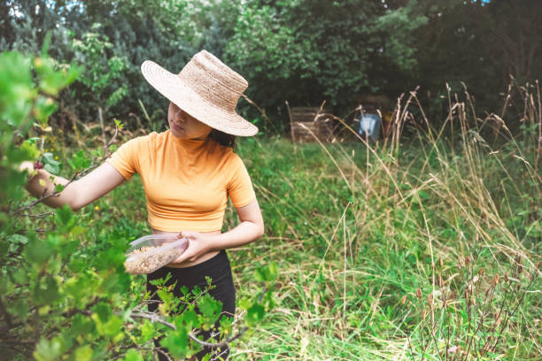 istock girl with straw hat picking white currants in garden 2154572593