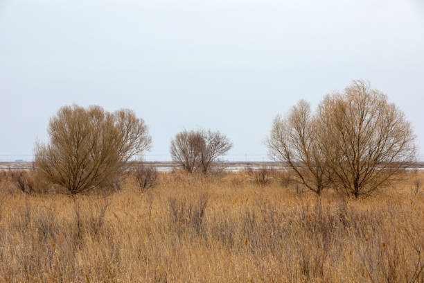 Caofeidian wetland scenery, North China