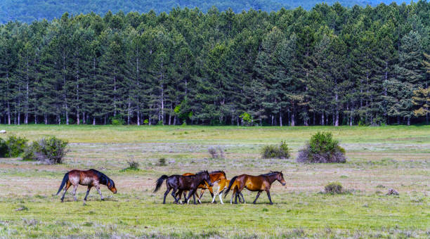 istock Wild Horses in Akdag (Akdağ) Nature Park 2154572630