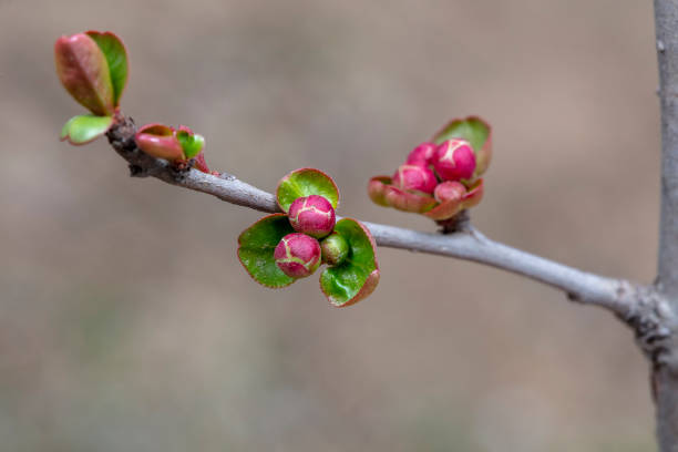 istock Stick stem Begonia flower bud, macro photo 2154572964