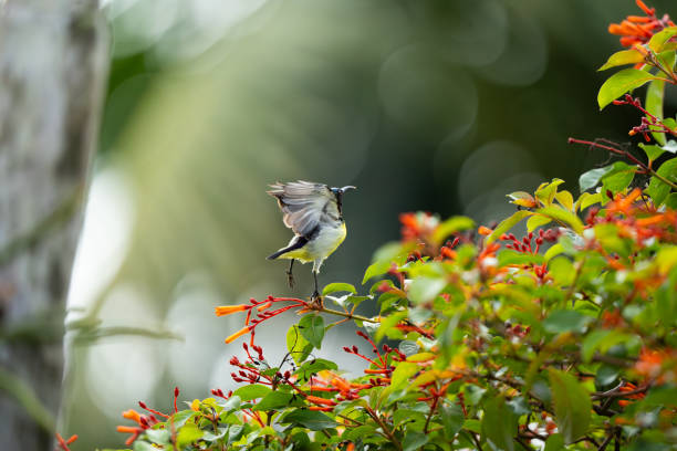 istock Sunbird, a hummingbird look alike, almost in flight 2154573163