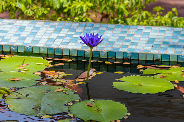 Water lily flower (Nymphaea) in the pond