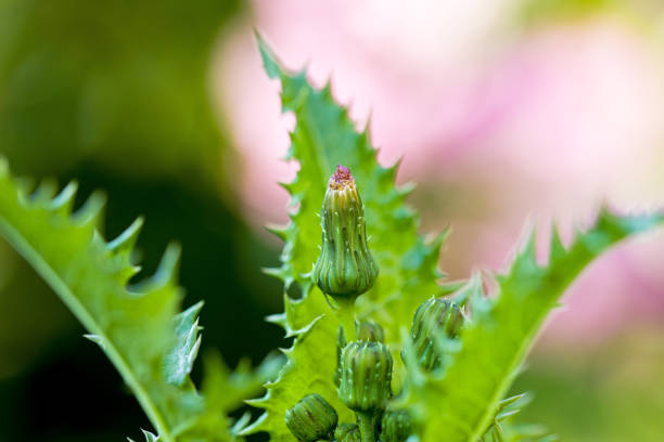 a green plant in the garden