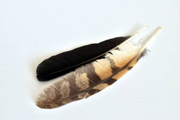 istock Two feathers, one black and the other motley. 2154576031