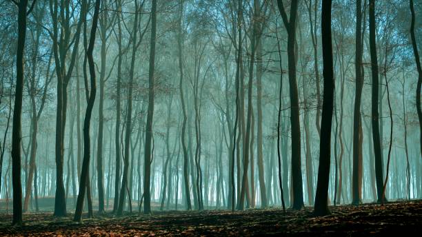 istock Sunlight bathes the autumnal woods, where green leaves abound 2154576757