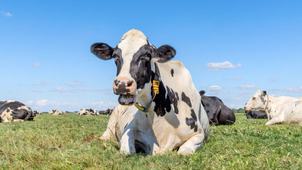 istock Cow lying down, happy dynamic chewing and front view eye contact in the field 2154576844