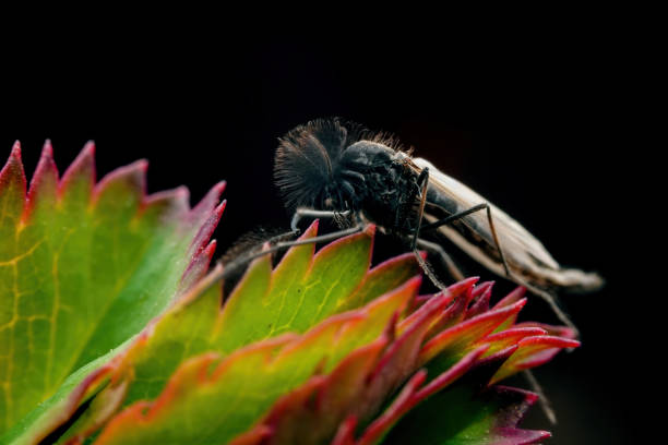 Chironomid inhabits in the wild, North China