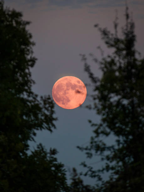 istock Luna piena dietro gli alberi 2154577790