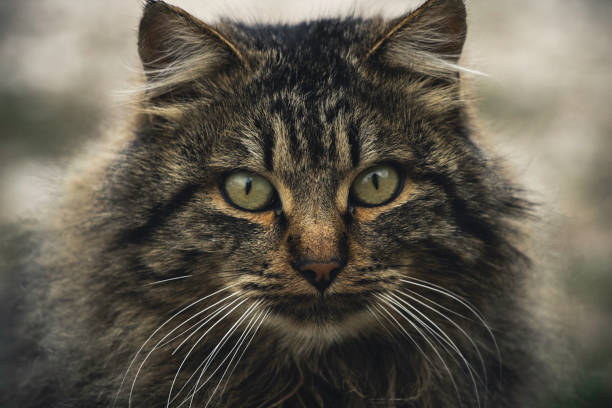 Primo piano di un gatto domestico
