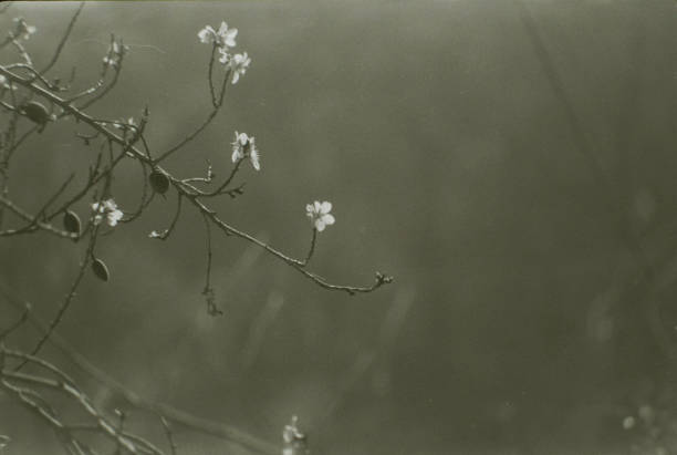 Mandorlo in fiore su pellicola in bianco e nero, analog photography