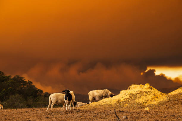 Sheep grazing in paddock with large thick smoke plumes from out of control bush fire burning in the background. Shot in South Western Australia.