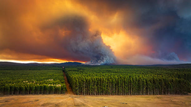 istock Thick smoke plumes creating dramatic sky from out of control bush fire burning pine forest plantation 2154581645