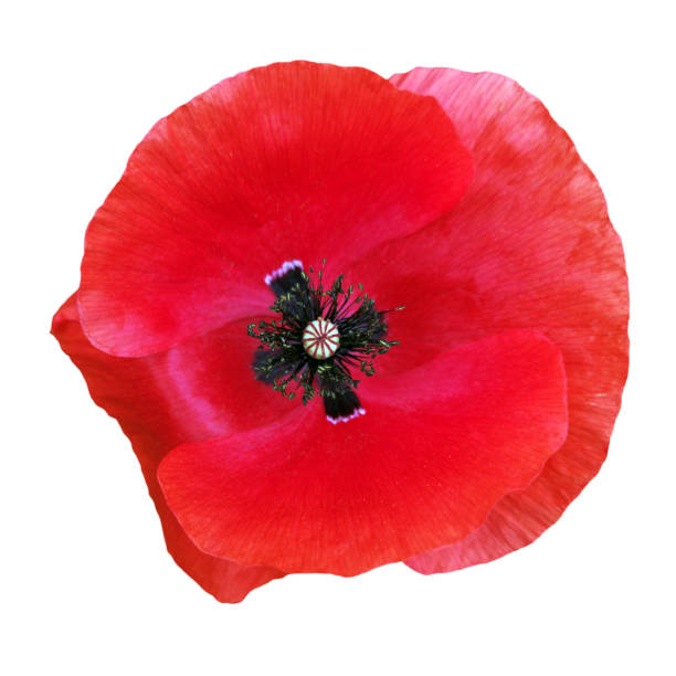 istock Bright red poppy flower 2154581757