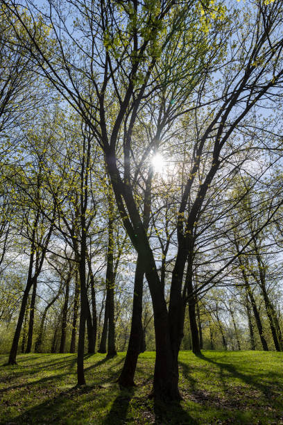Tree of a black alder, European alder, European black alder, or just alder, (Alnus glutinosa), in the Topcider park, Belgrade, Serbia