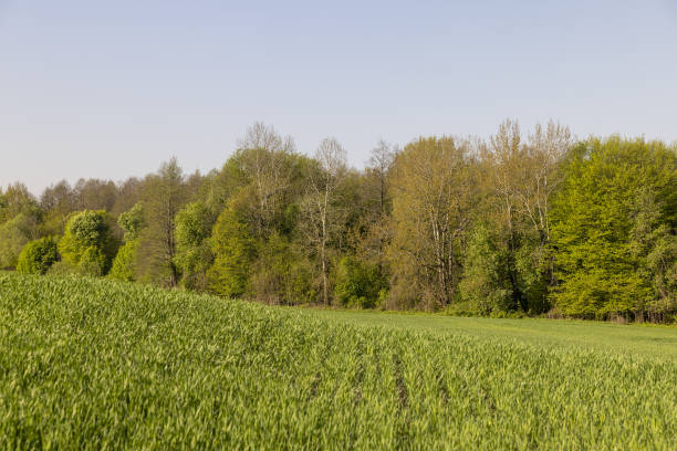 istock a green wheat field in the spring season 2154581960