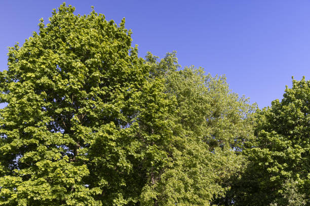 maples and other deciduous trees in the park in spring