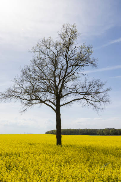istock a tall tree growing in a rapeseed field 2154582042
