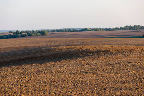 an agricultural field with corn during sunset